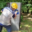 해안동 왕벚나무 이미지