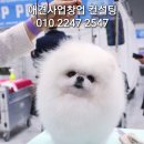 어벤져스켄넬 탑클래스펫 강아지분양 네이버블로그