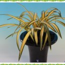 빛의 둥지 이미지