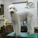 GROOMING107 이미지