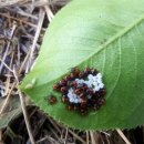 동해종묘사 이미지