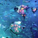 아쿠아플라넷 제주 이미지