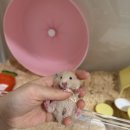 햄스터 분양 로던트 클럽 충남점 이미지