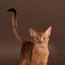 순한고양이 이미지