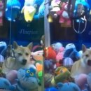 인형뽑기 이미지