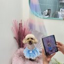 쉬리펫살롱 이미지