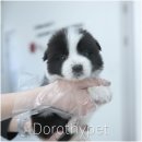 부산 강아지분양 도로시펫 이미지