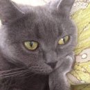 여시만들기 이미지