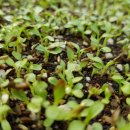 하얀농장 이미지