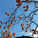 짱가농장 이미지