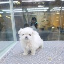 보석헬쓰케어 | 창원강아지분양 발품 팔아 만난 내 운명, 말티즈분양 솔직 졸업 후기