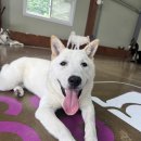 퍼피스카우트 이미지