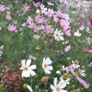 유기농일번지 이미지