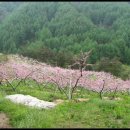 山中問答(산중문답) - 李白(이태백) 이미지