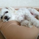 하나행운켄넬 이미지