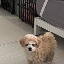 우리집코코 이미지