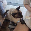 삼층고양이 카페 | 평택고양이카페 삼층고양이카페 합정동 이색데이트 힐링 후기