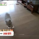 예은켄넬 네이버블로그