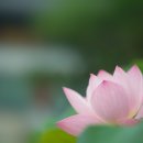 6464, 구품연화를 피울래요.. 이미지