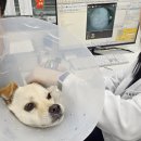 해담동물의료센터 | 대구24시동물병원 황금동물의료센터 강아지 건강검진 후기 혈뇨 검사 다녀옴