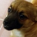 개밥주는여자 이미지