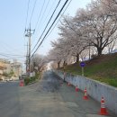 동촌역 자전거 주차장 | 3/27 동촌 벚꽃길 실시간 개화 현황 2탄: 화랑교-해맞이다리 구간