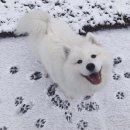 이번생은 댕댕이 이미지