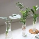 수경재배 가능한 용기와 식물 종류 이미지