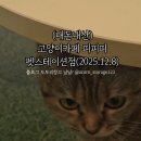 (주)펫스테이션 | (내돈내산)고양이 카페 피피피 펫 스테이션점(25.12.8)