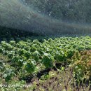 미성농장 이미지