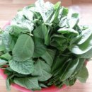 콩이파리 이미지