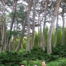 철마 아홉산 대나무숲(1) 이미지