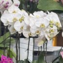 새한농원 | Wedding ෆ | 35. 상견례 후기+선물 : 양재꽃시장 서양난 구매와보자기포장, 정과3종 , 상견례 꿀팁