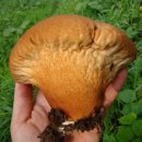 충북알프스자연휴양림 이미지