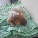 일성유치원 | 신월동에서 찾는 특별한 강아지 유치원, 노령견도 안심되는 이유는?