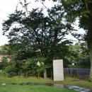 관음사의 왕벚나무자생지 이미지