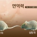 ‘신통방통’ 청국장 면역 증진 항암 효과 이미지