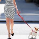 멍멍이 이발관 이미지