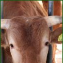 봉화한우정육점 이미지