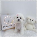 강아지미용실 | 용전동애견미용 대전 용전동 강아지 미용실 완벽 후기