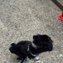 폴짝그루밍 이미지