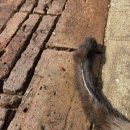 씨너리 | 29개월 아기랑 치앙마이 7박8일 숙소추천, 베란다 하이 리조트 밸리 디럭스 씨너리룸/수영장/조식