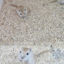 펫엔글라이더본점&로던트클럽 광주 이미지