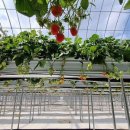 별마을농장 이미지