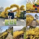 개나리어린이공원 | 응봉산 개나리 실시간 후기 주차 방법까지 정리