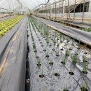 문호농장 이미지