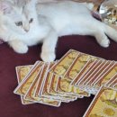 코코부자 이미지