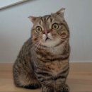 루루굿즈