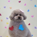 스퀘어독스 서산점 이미지