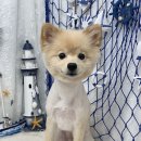 몽글몽글 펫 이미지